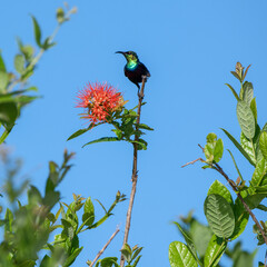 Selous Game Reserve, African Wildlife  Safari, Tanzania