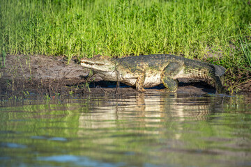 Selous Game Reserve, African Wildlife  Safari, Tanzania