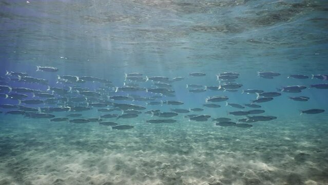 Large shoal of Mullet fish floats in blue water between sandy bottom and surface sparkling in sun glare on sunny day with bright sun rays, slow motion.
