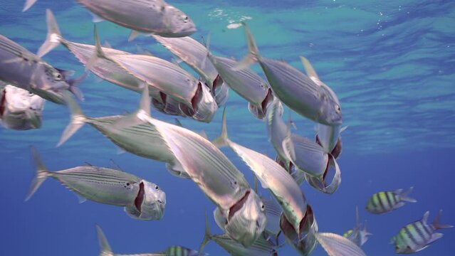 Close up of shoal of Striped mackerel or Indian mackerel (Rastrelliger kanagurta) and other fish swims and filtering for zooplankton under surface of water, Slow motion