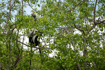 Selous Game Reserve, African Wildlife  Safari, Tanzania