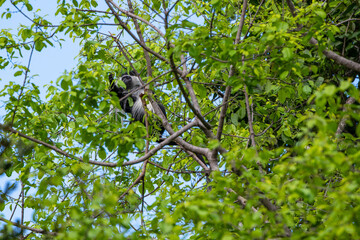 Selous Game Reserve, African Wildlife  Safari, Tanzania