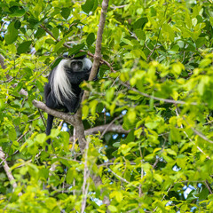 Selous Game Reserve, African Wildlife  Safari, Tanzania