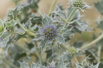 The blue thistle, emblem of the coast - Eryngium maritinum, on a sandy beach in Brittany, France