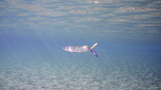Close up of Spotted Halfbeak (Hemiramphus far) swimming under surface of blue ocean over sandy bottom in shallow water on bright sunrays, close-up, slow motion