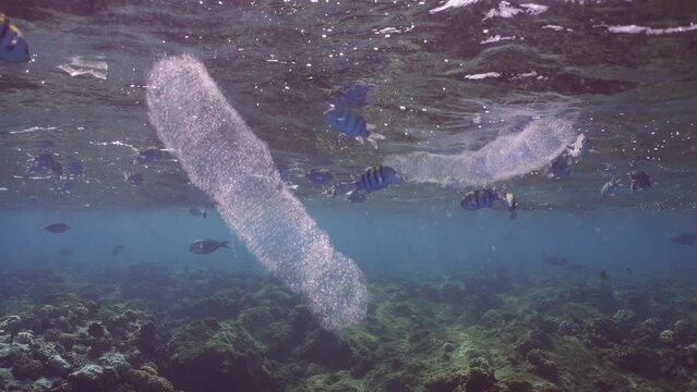 Several translucent, effeminate Salps, Colonial Pyrosom Tunicates swim under surface of water over coral reef, with variety of tropical fish swimming around them, slow motion