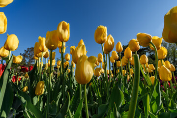 Obraz premium Yellow and Red Tulips From Below Against Clear Blue Sky