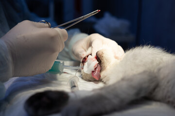 In the operating room, a veterinary dentist holds a tooth extracted from a cat with a forceps. The...