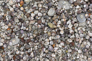 Heaps of shellfish on a beach in Brittany