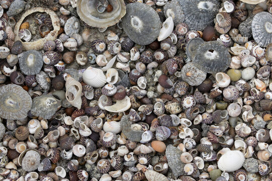 Heaps of shellfish on a beach in Brittany