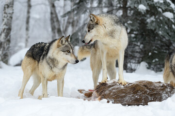 Grey Wolf (Canis lupus) Turns and Sticks Out Tongue at Packmate at Deer Carcass Winter