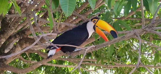 Deurstickers toucan on a branch © Ado