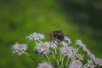 A close-up of giant tachinid fly on inflorescences. Tachina grossa.