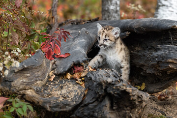 Cougar Kitten (Puma concolor) Paw Forward Ready to Step Out of Log Autumn