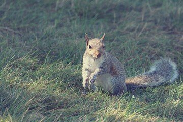 squirrel in the grass