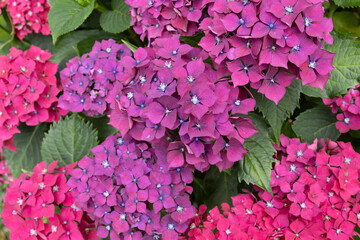 hydrangea flowers, one of the symbols of Brittany