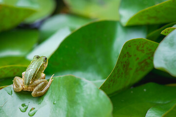 Frog resting. Pool frog sitting on leaf. Pelophylax lessonae. European frog. Marsh frog with Nymphaea leaf.