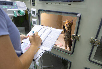 In a hospital veterinary clinic a sick kitten looks hopefully at the veterinarian and asks for pens...