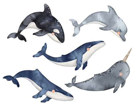 Set of Cute baby Dolphin, narwhal, Killer whale or Orcinus orca. Underwater animal. Hand drawn watercolor illustration of cetaceans fish for nursery, wall sticker, card, fabric