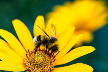 Pollination of a flower by a bumblebee. Bumblebee sits on a flower