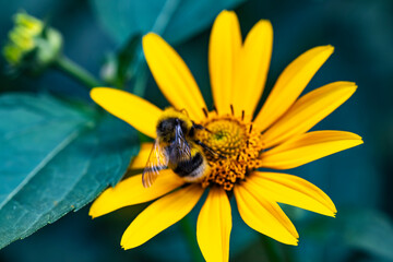 Pollination of a flower by a bumblebee. Bumblebee sits on a flower