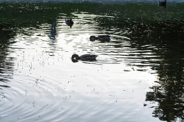 Ducks swim in the pond. Wild duck
