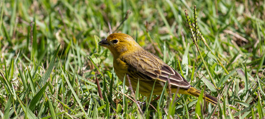 Photograph of a beautiful Saffron Finch in its natural habitat.