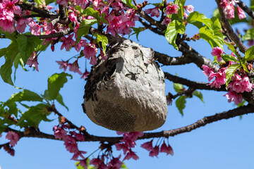 A wasp's nest in a cherry tree.
