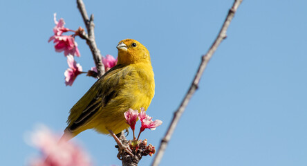 Stripe-tailed Yellow-Finch on a tree branch.