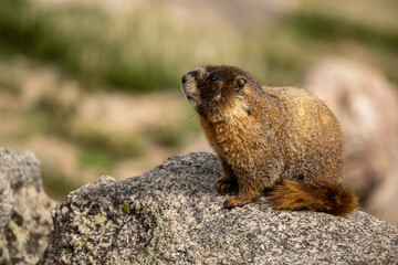 marmot in the mountains