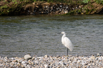 Little Egret or Egretta Garzetta