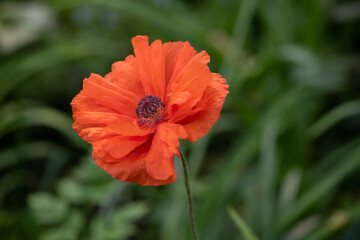 Obraz premium red poppy flower