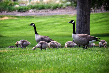 Canadian geese family, parents with goslings at the lake shore at Shoshone waterfall Twin Falls Idaho, USA