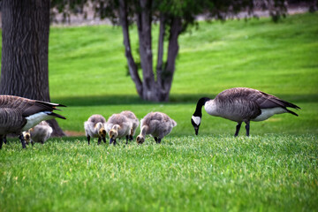 Canadian geese family, parents with goslings at the lake shore at Shoshone waterfall Twin Falls Idaho, USA