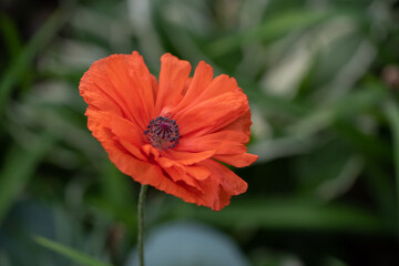 red poppy flower