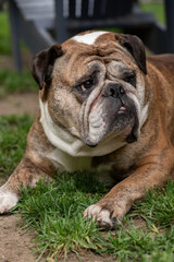 english bulldog portrait