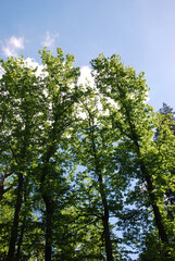 Tall thin trees 