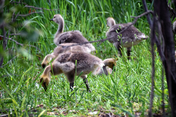 Canadian geese family, parents with goslings at the lake shore at Shoshone waterfall Twin Falls Idaho, USA