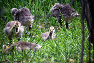 Canadian geese family, parents with goslings at the lake shore at Shoshone waterfall Twin Falls Idaho, USA