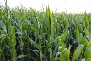 Campos de maíz al atardecer