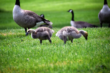Canadian geese family, parents with goslings at the lake shore at Shoshone waterfall Twin Falls Idaho, USA