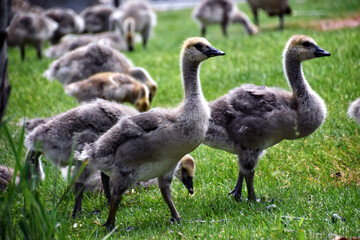 Canadian geese family, parents with goslings at the lake shore at Shoshone waterfall Twin Falls Idaho, USA