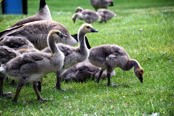 Canadian geese family, parents with goslings at the lake shore at Shoshone waterfall Twin Falls Idaho, USA