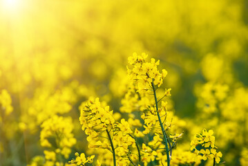Obraz premium Rapeseed spring flowers