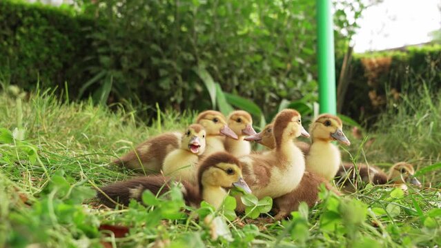 Cute little ducklings walking on the lawn. 