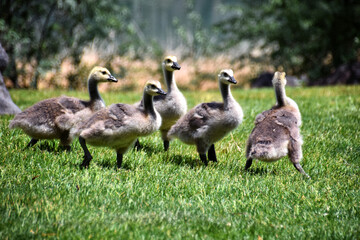 Canadian geese family, parents with goslings at the lake shore at Shoshone waterfall Twin Falls...