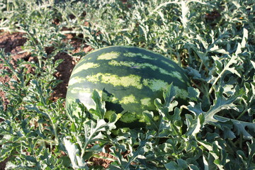 Sand&iacute;a en el huerto