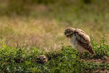 Burrowing Owl fleglings out of the nest
