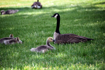Canadian geese family, parents with goslings at the lake shore at Shoshone waterfall Twin Falls Idaho, USA