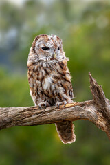 Captive Screech owl on  branch